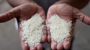 Indias basmati rice growers face export challenges picture