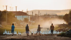 Rural community members herding geese along a dirt road at sunset symbolizing essential community services and local livelihoods