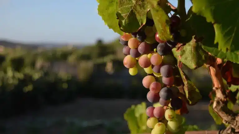 A close up of ripening grapes hanging from a vine illuminated by golden sunlight with a blurred vineyard background