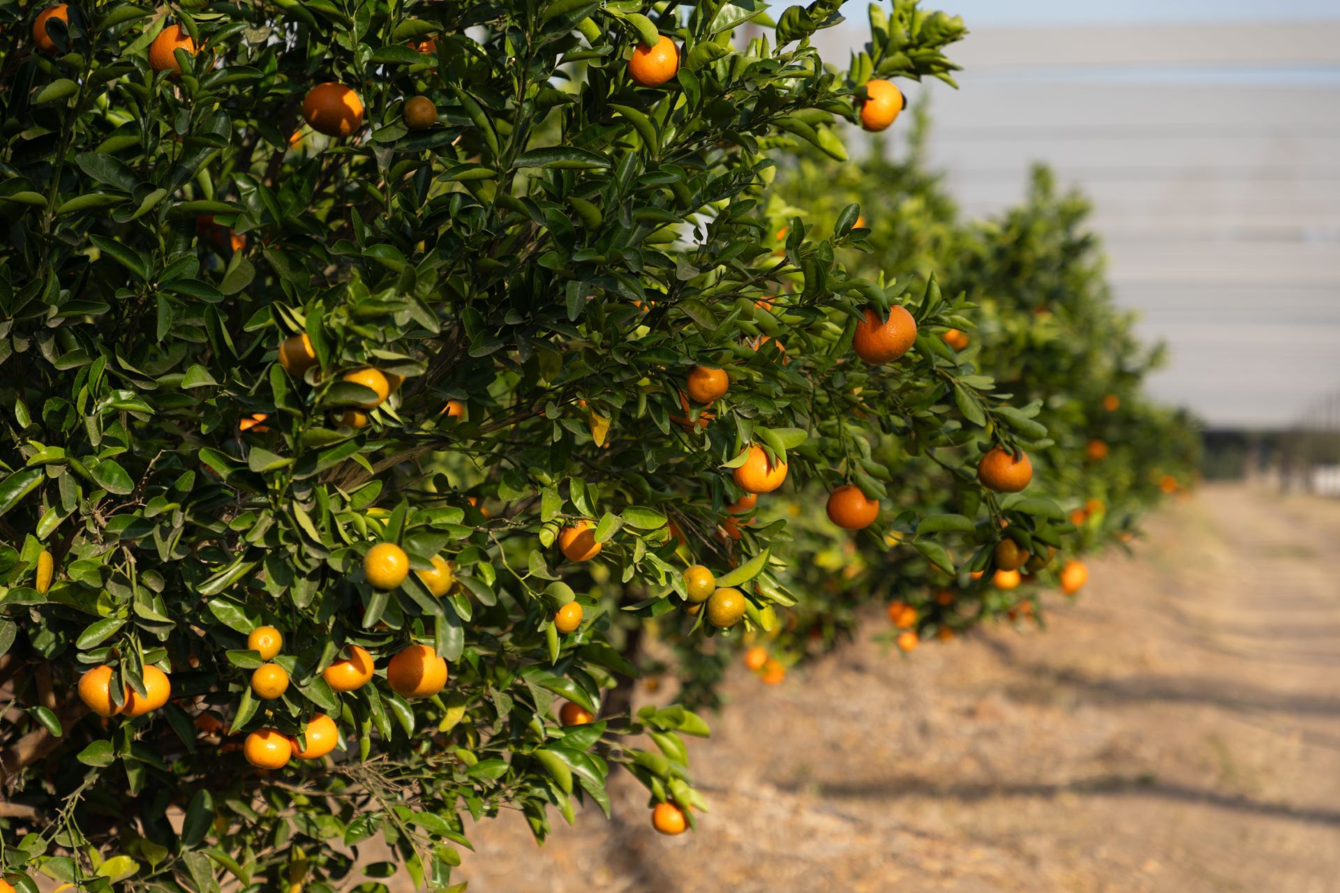 Orange trees with ripe fruit at selebi phikwe citrus farm in botswana