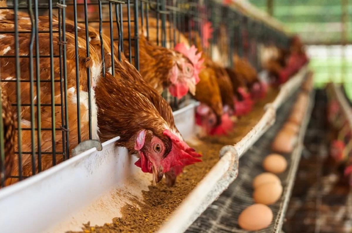 Commercial Layer Cage System in Poultry Farming | Brimco Brown layer hens feeding in cages with eggs visible in collection troughs