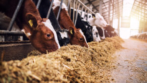 Cows eating hay inside a sunlit modern dairy barn