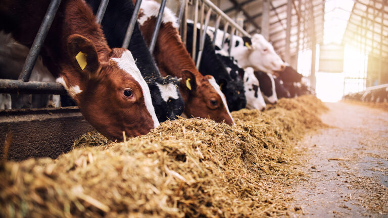 Cows eating hay inside a sunlit modern dairy barn