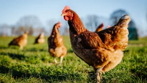 Brown hen standing on green grass with other chickens in the background on a free range farm