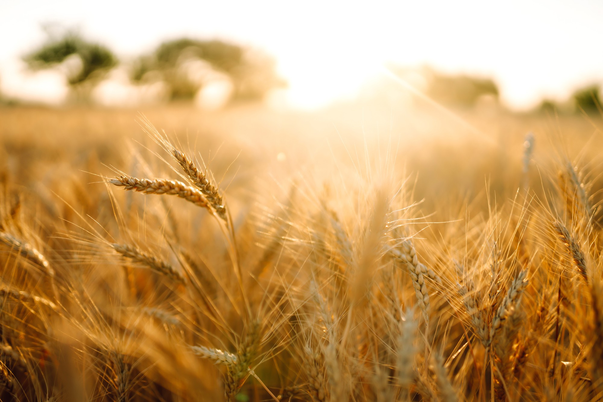 Golden Grains at Dawn | Brimco Sunlit golden wheat field at sunrise with soft focus and warm tones