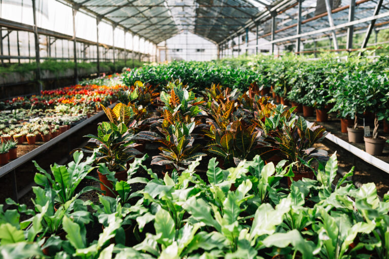 Colorful potted plants inside a large greenhouse with natural sunlight