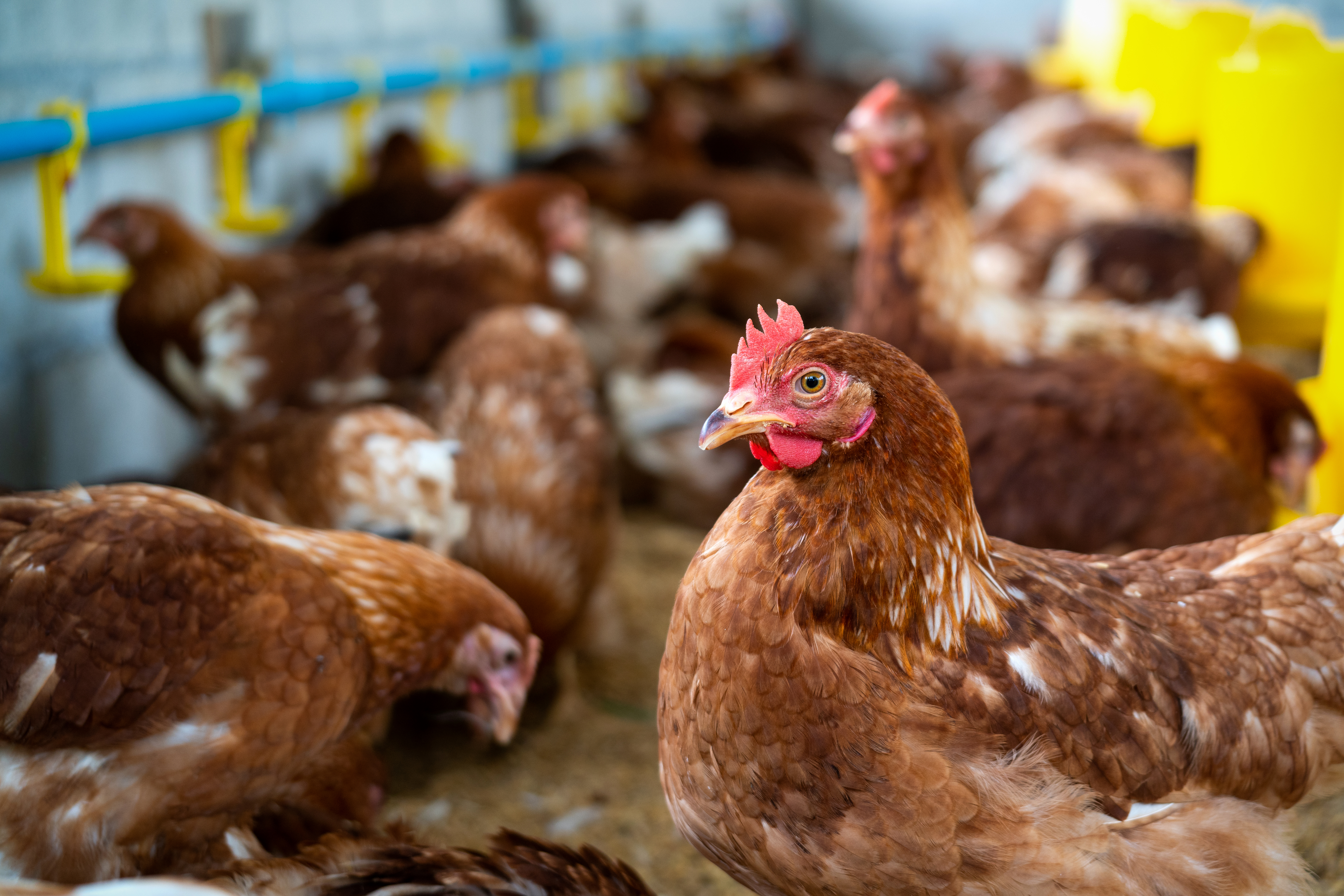 Close up of a brown hen inside a poultry farm with many other chickens in the background and a clean automated feeding system