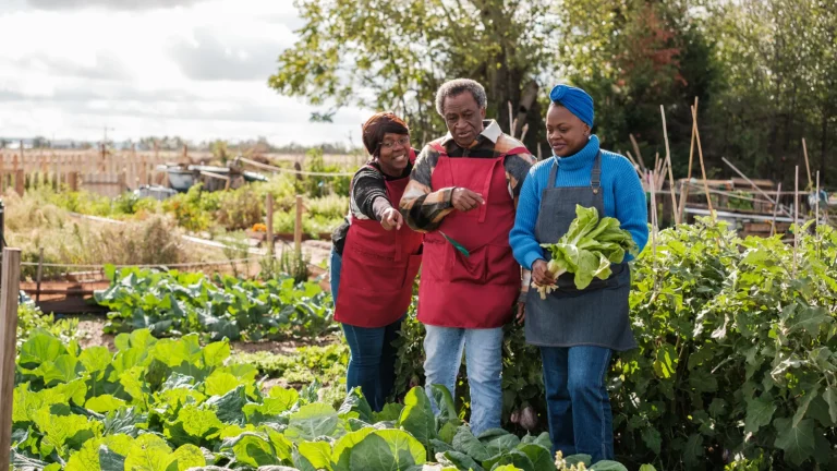 Three small scale farmers harvesting leafy vegetables in a community garden